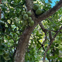 White Sapote Ortega Grafted