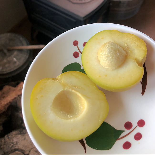 White Sapote Ortega Grafted