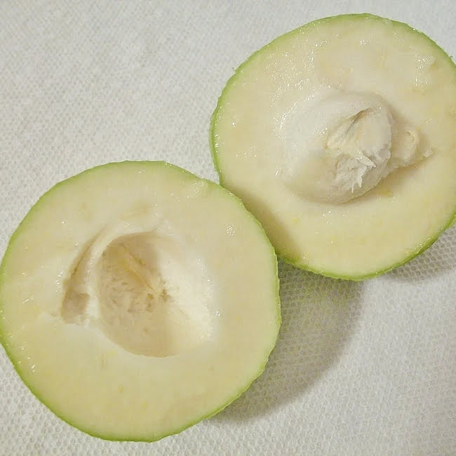 White Sapote Ortega Grafted