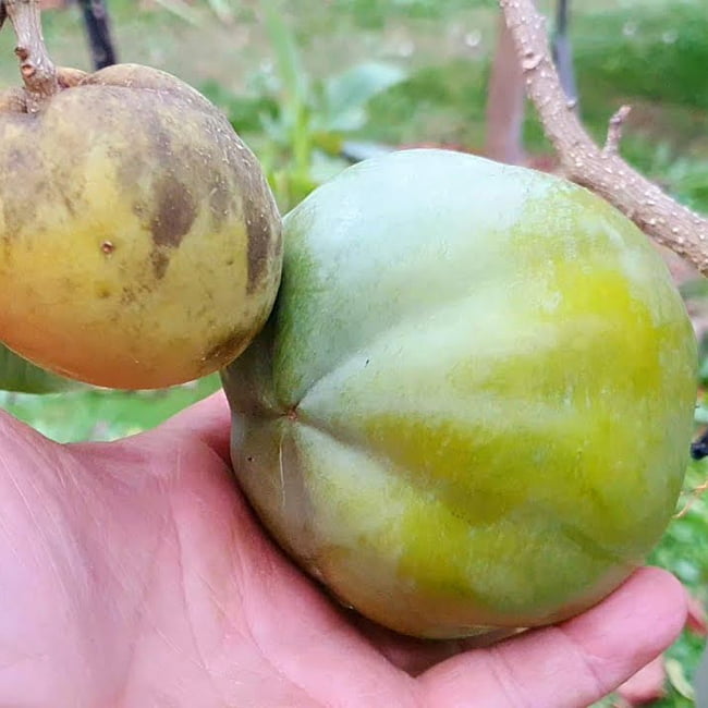 White Sapote Ortega Grafted