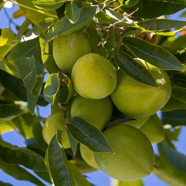 White Sapote Pike Grafted
