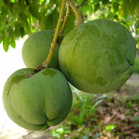 White Sapote Pike Grafted