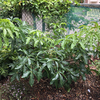 White Sapote Rainbow Grafted