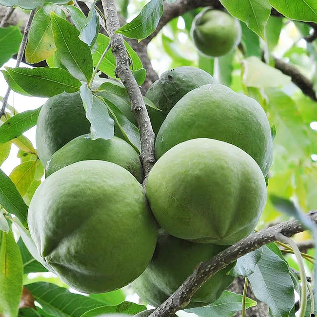 White Sapote Rainbow Grafted