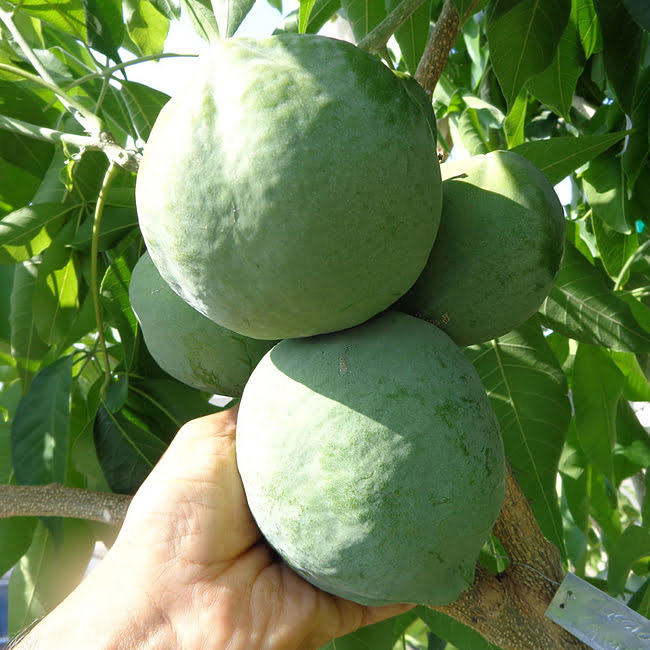 White Sapote Rainbow Grafted