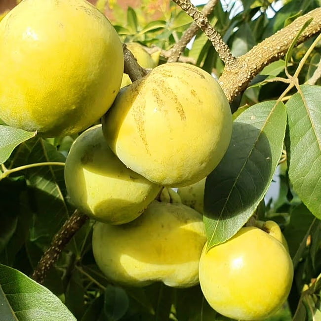 White Sapote Rainbow Grafted