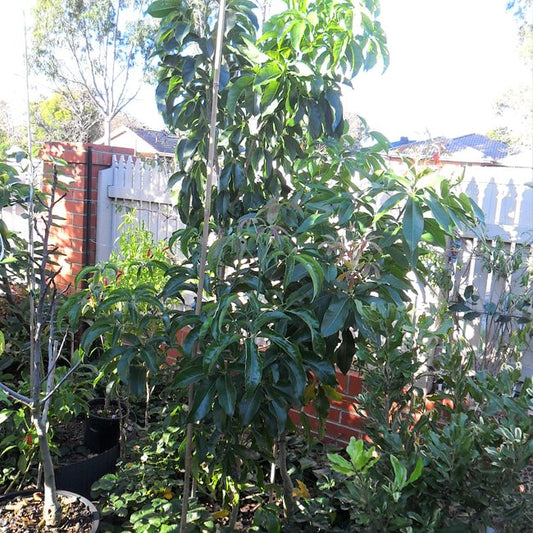 White Sapote Reinecke Commercial Grafted