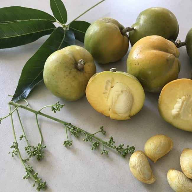 White Sapote Reinecke Commercial Grafted