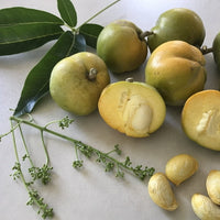 White Sapote Reinecke Commercial Grafted