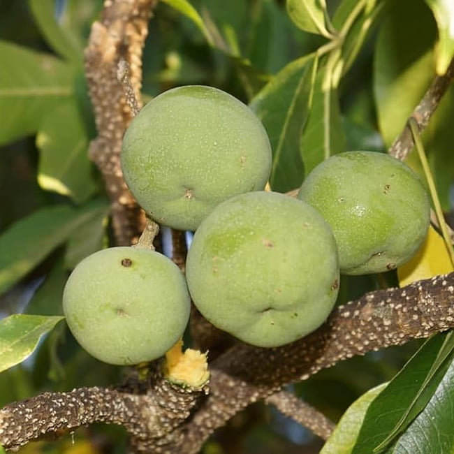 White Sapote Reinecke Commercial Grafted