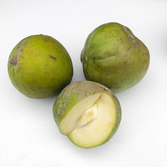 White Sapote - Ladybird Nursery