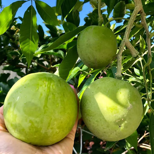 White Sapote