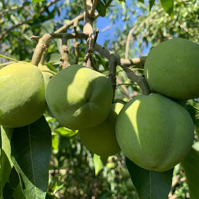 White Sapote Smathers Grafted