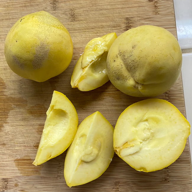 White Sapote Smathers Grafted