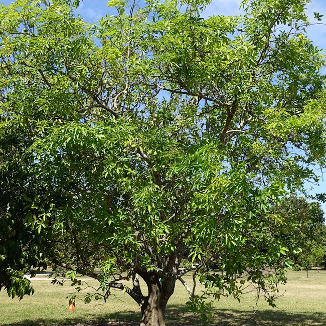 White Sapote Suebelle Grafted