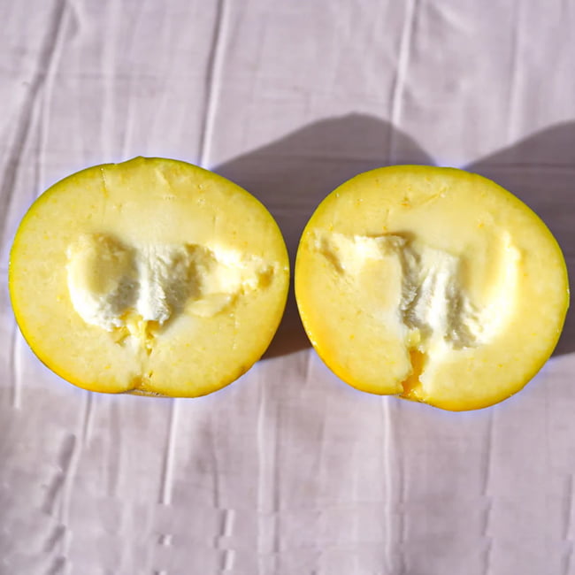 White Sapote Suebelle Grafted