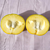 White Sapote Suebelle Grafted