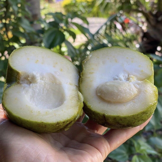 White Sapote Suebelle Grafted