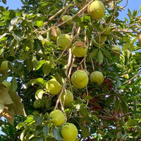 White Sapote Vernon Grafted