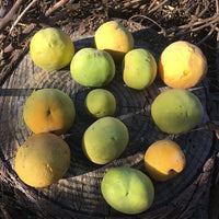 White Sapote Vernon Grafted