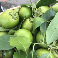 White Sapote Vernon Grafted