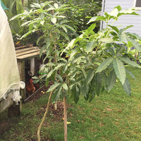 White Sapote Vista Grafted