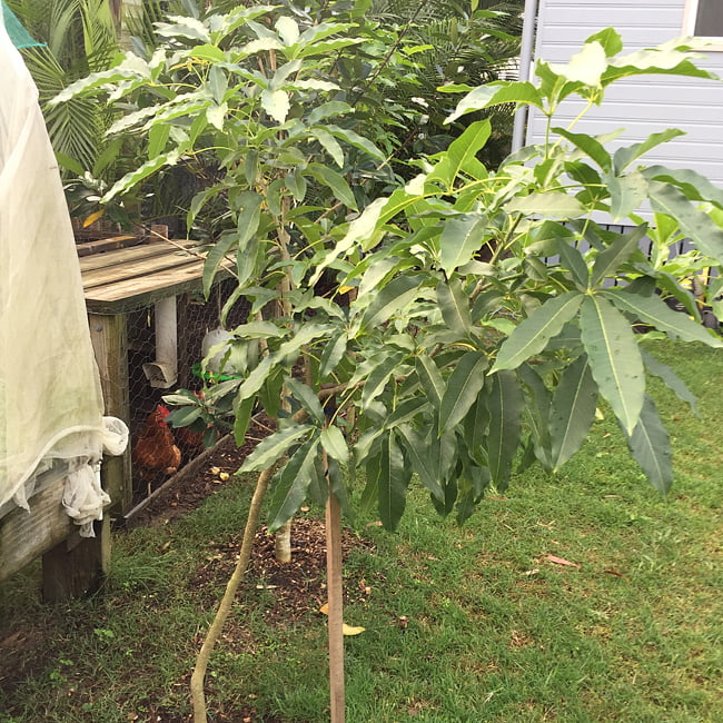 White Sapote Vista Grafted