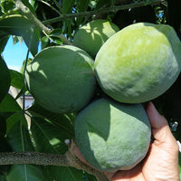 White Sapote Vista Grafted