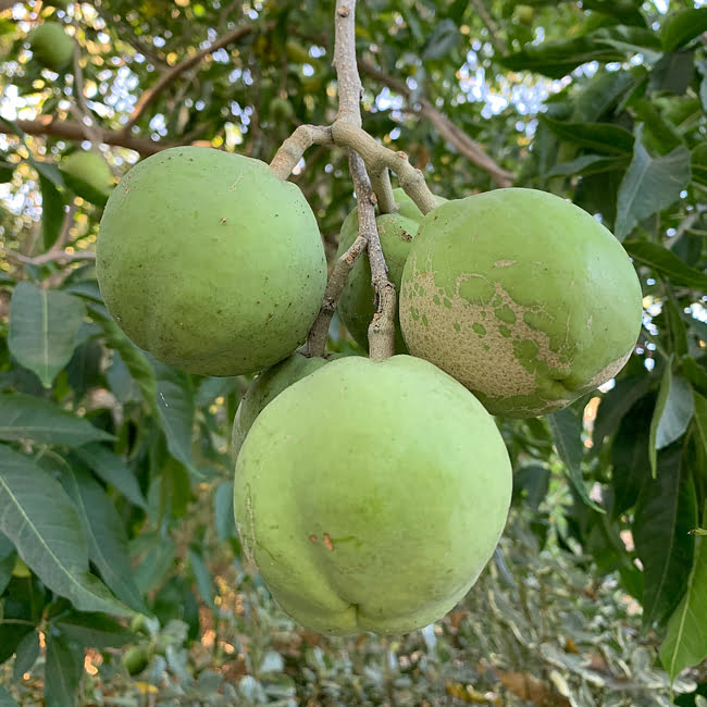 White Sapote Vista Grafted
