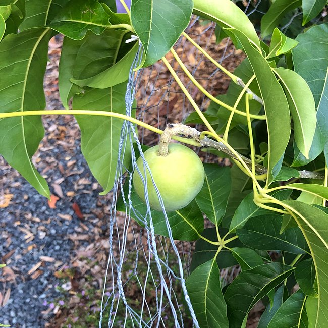 White Sapote Vista Grafted