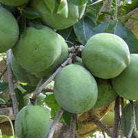White Sapote Wilson Grafted
