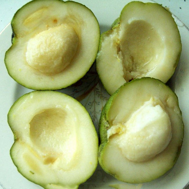 White Sapote Wilson Grafted