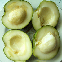 White Sapote Wilson Grafted