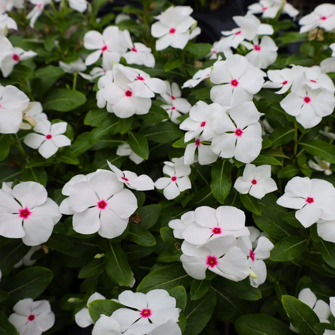 Periwinkle (Vinca White)