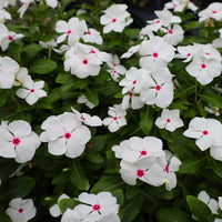 Periwinkle (Vinca White) - Ladybird Nursery