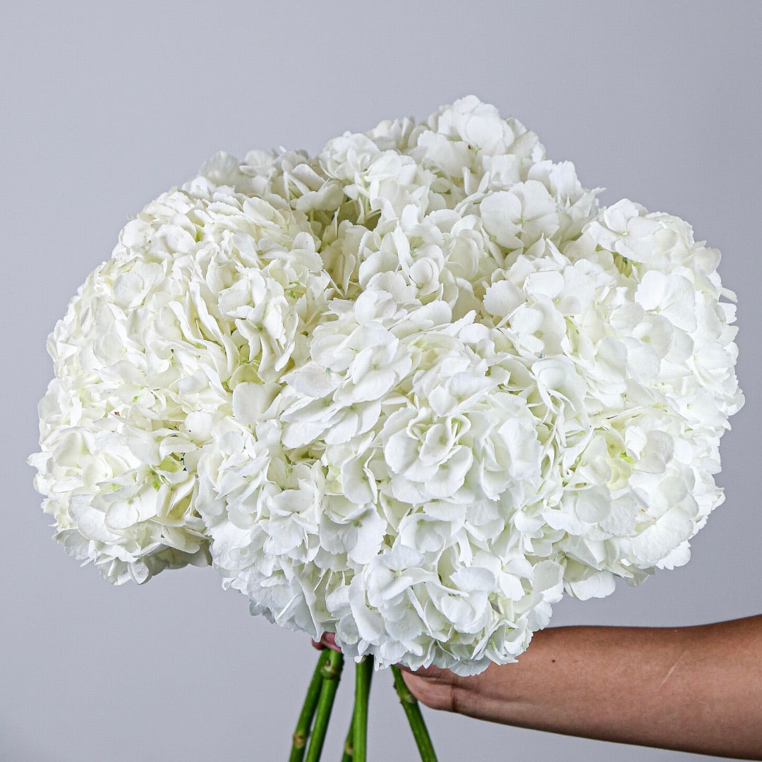 Bigleaf Hydrangea White (Hydrangea macrophylla)
