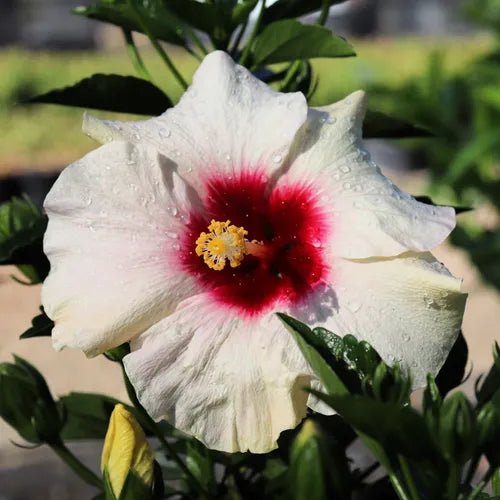 Hibiscus 'Flamenco™ Adonicus White' - Large - Ladybird Nursery