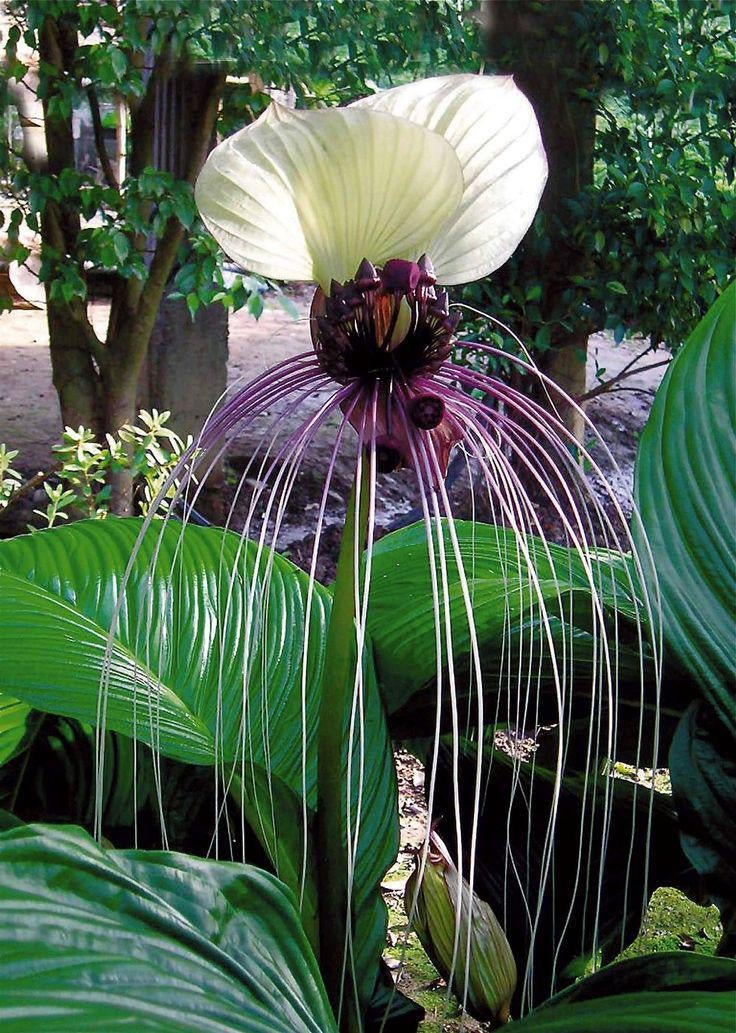 White Bat Plant (Tacca chantrieri) - Ladybird Nursery