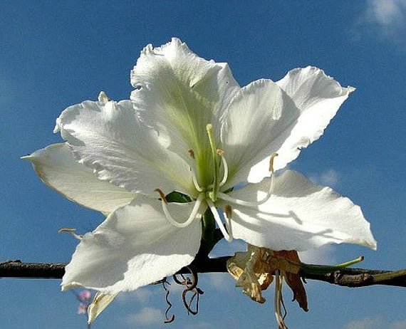 White Orchid Tree (Bauhinia variegata) - Ladybird Nursery