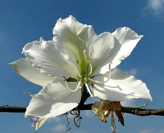 White Orchid Tree (Bauhinia variegata) - Ladybird Nursery