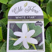 Native Gardenia 'White Star' (Gardenia psidioides) - Ladybird Nursery