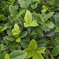 Native Gardenia 'White Star' (Gardenia psidioides) - Ladybird Nursery