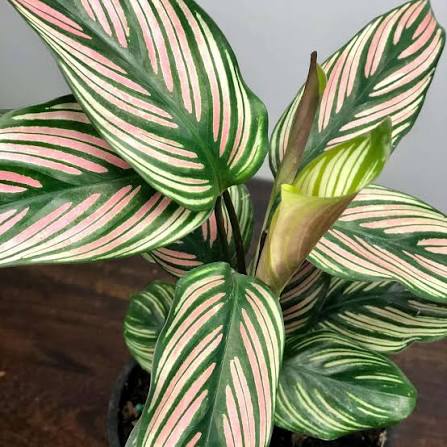 Calathea 'White Star'