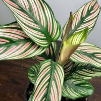 Calathea 'White Star'