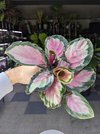 Calathea 'White Cloud' - Ladybird Nursery