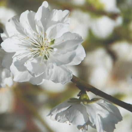 Super Dwarf Flowering Peach 'White' (Prunus Persica) (BARE ROOT)