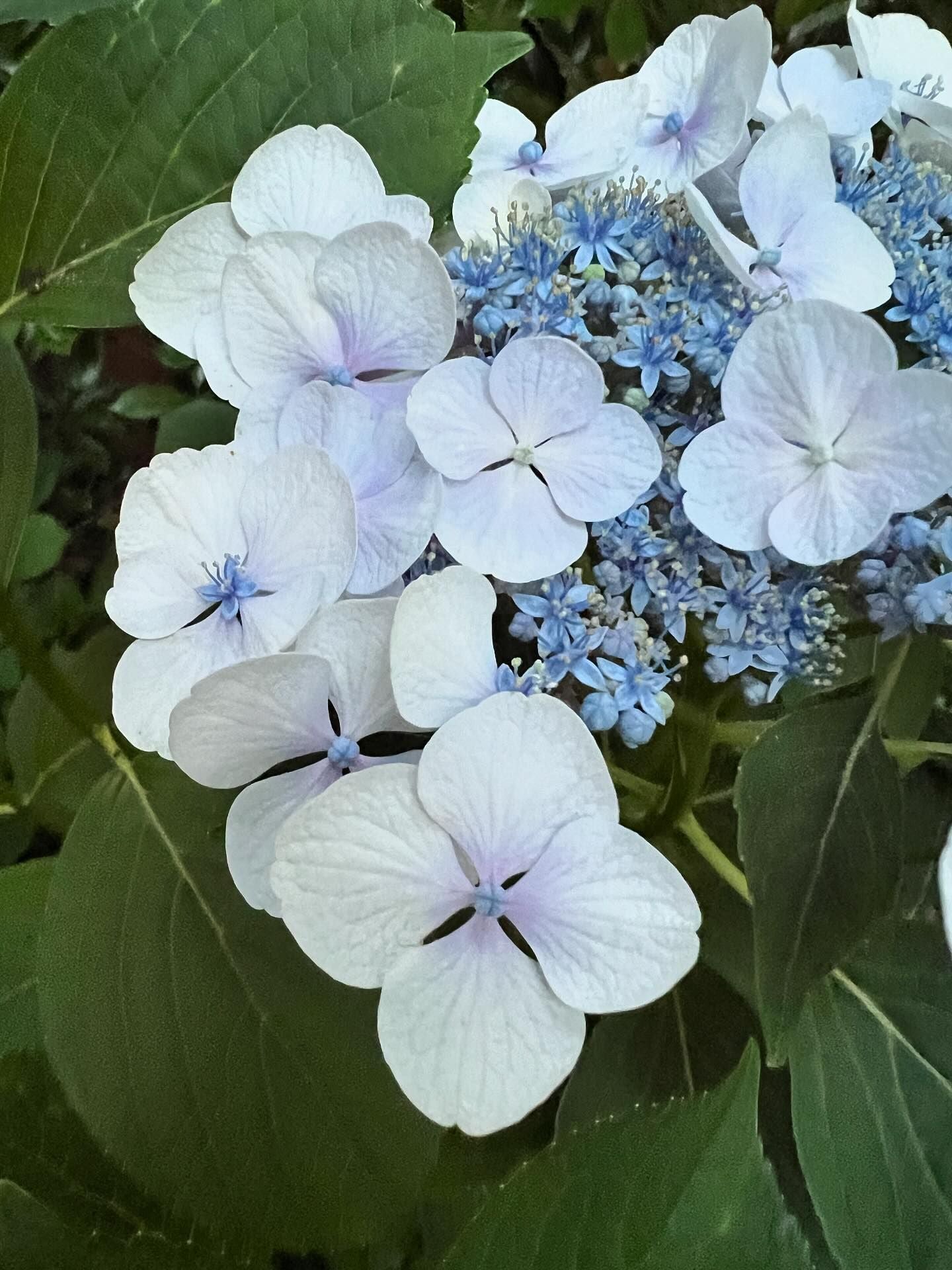 Bigleaf Hydrangea Libelle (Hydrangea macrophylla)