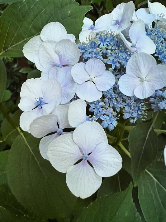 Bigleaf Hydrangea Lacecap White (Hydrangea macrophylla)