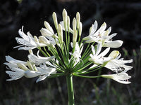 Agapanthus White
