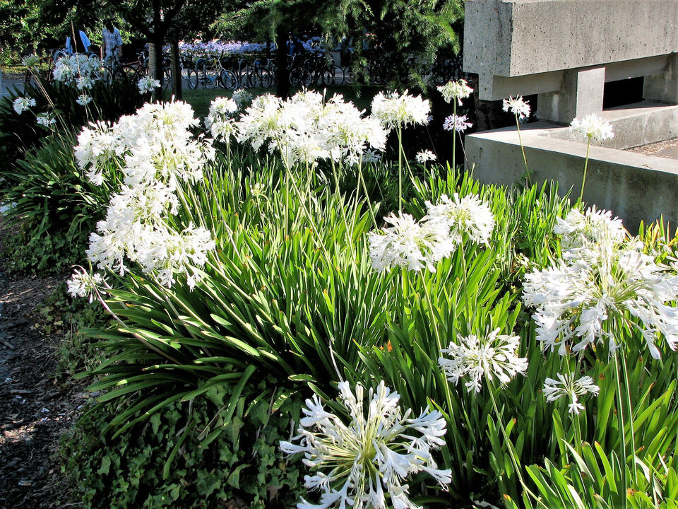 Agapanthus White